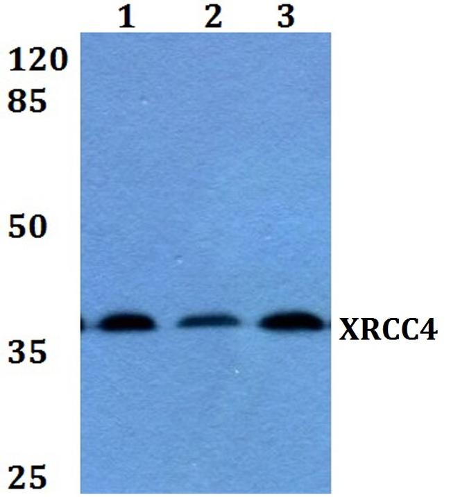 XRCC4 Antibody in Western Blot (WB)