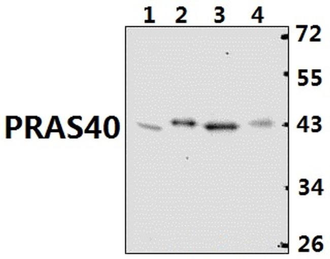 PRAS40 Antibody in Western Blot (WB)