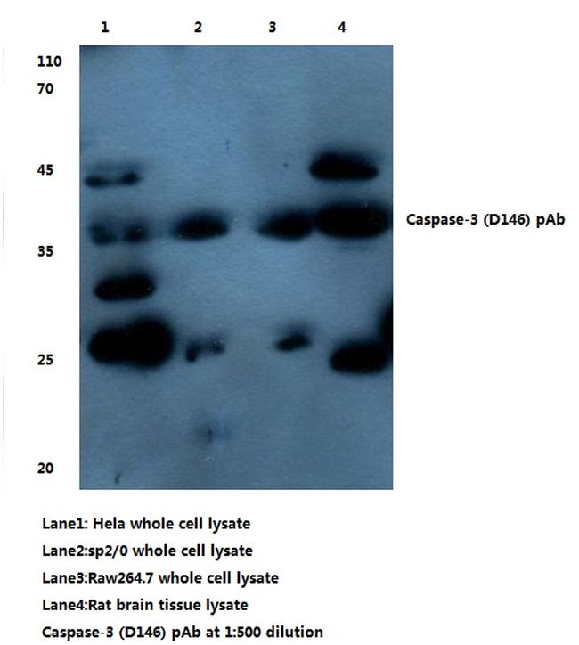 Caspase 3 Antibody in Western Blot (WB)