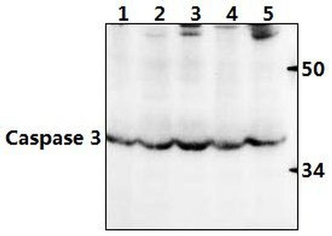 Caspase 3 Antibody in Western Blot (WB)