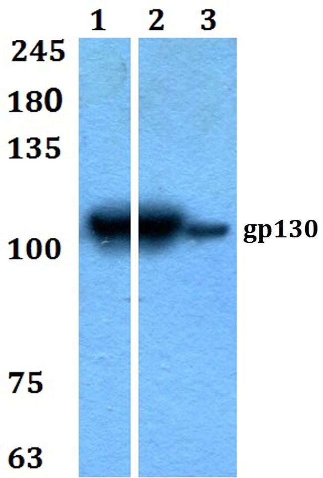 GP130 Antibody in Western Blot (WB)