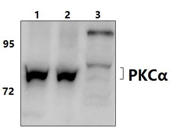 PKC alpha Antibody in Western Blot (WB)