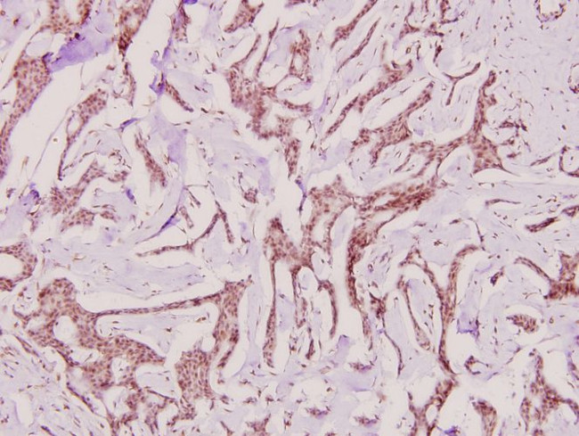 PP2A alpha Antibody in Immunohistochemistry (Paraffin) (IHC (P))