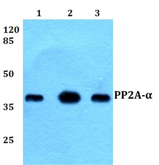 PP2A alpha Antibody in Western Blot (WB)