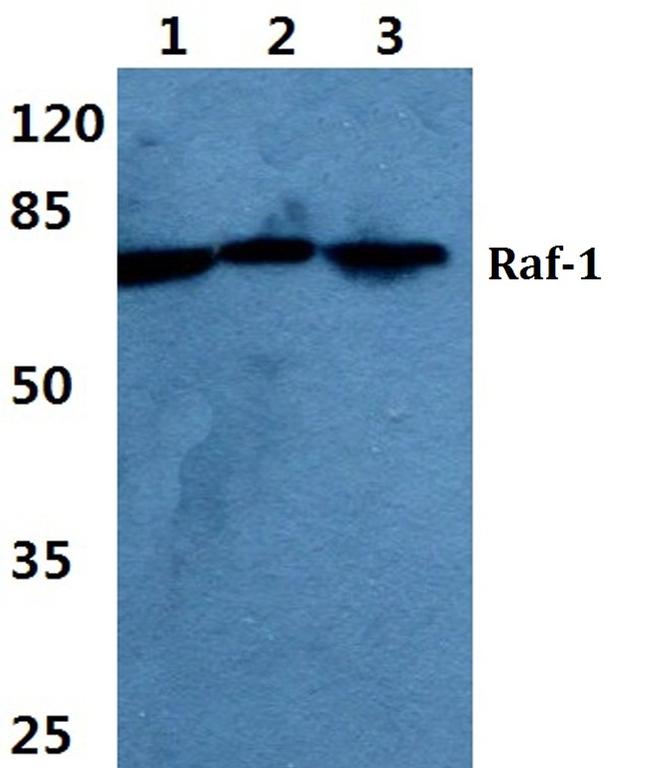 c-Raf Antibody in Western Blot (WB)