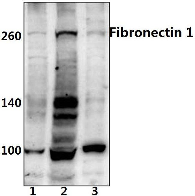 Fibronectin Antibody in Western Blot (WB)