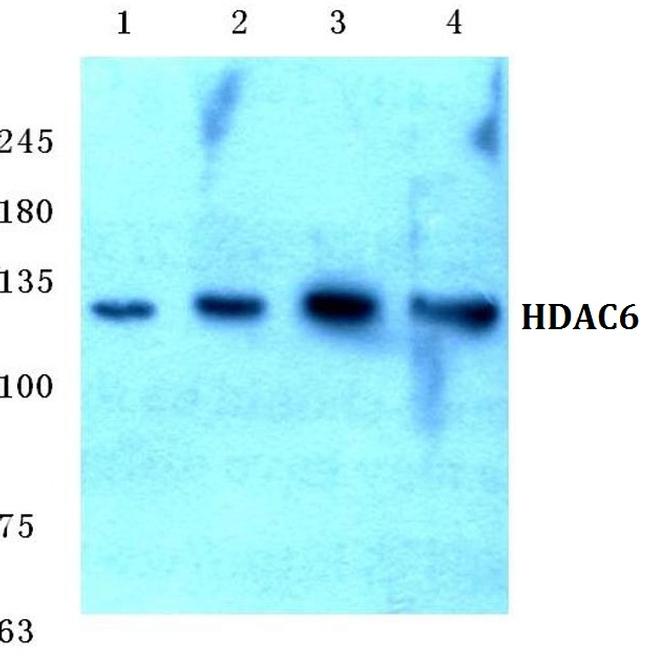 HDAC6 Antibody in Western Blot (WB)