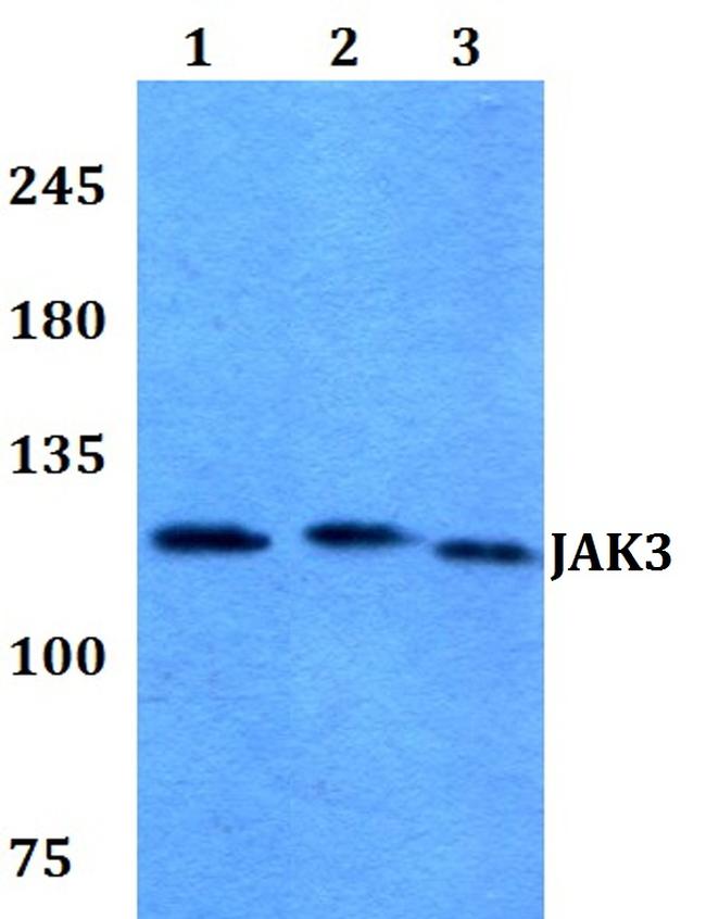 JAK3 Antibody in Western Blot (WB)