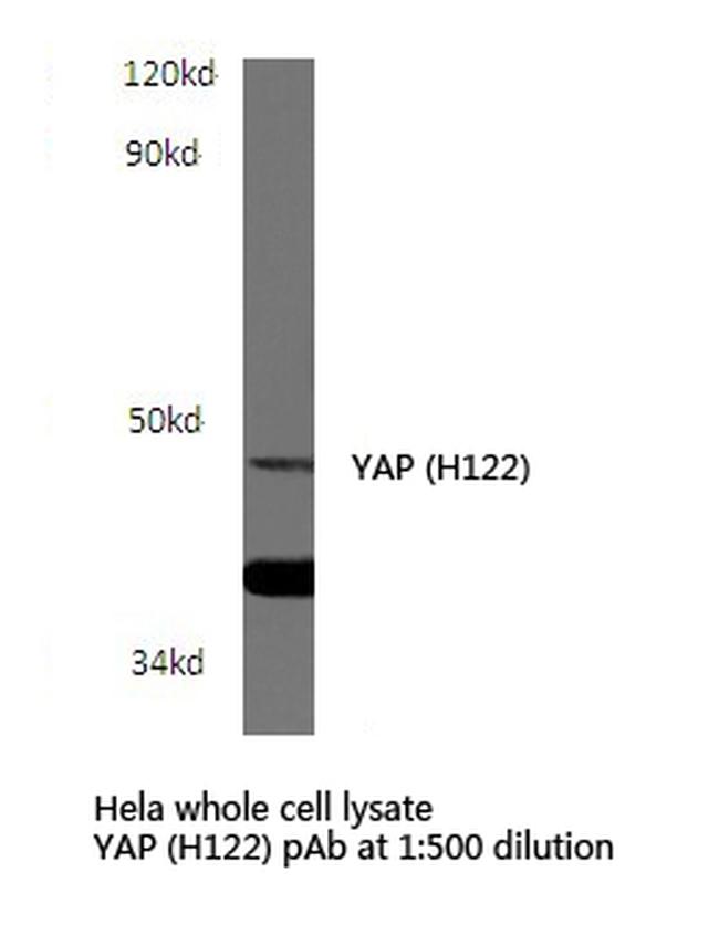 YAP1 Antibody in Western Blot (WB)