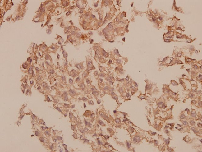 Caspase 1 Antibody in Immunohistochemistry (Paraffin) (IHC (P))