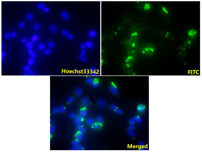 14-3-3 theta Antibody in Immunocytochemistry (ICC/IF)