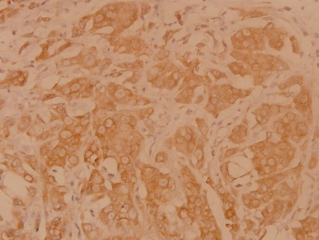 DAPP1 Antibody in Immunohistochemistry (Paraffin) (IHC (P))