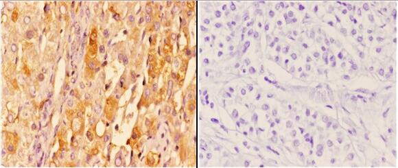 14-3-3 zeta Antibody in Immunohistochemistry (Paraffin) (IHC (P))