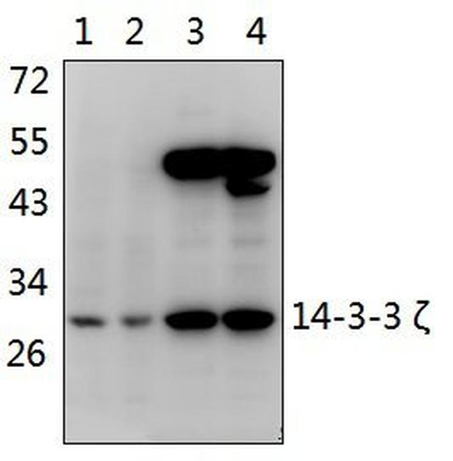 14-3-3 zeta Antibody in Western Blot (WB)