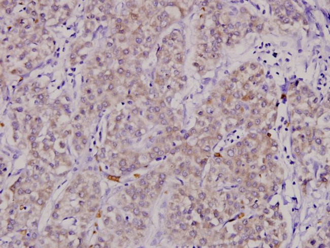 TNFRSF11B Antibody in Immunohistochemistry (Paraffin) (IHC (P))