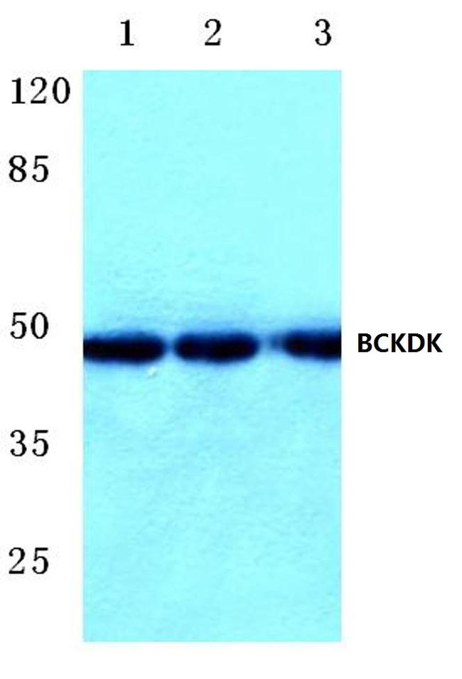 BCKDK Antibody in Western Blot (WB)