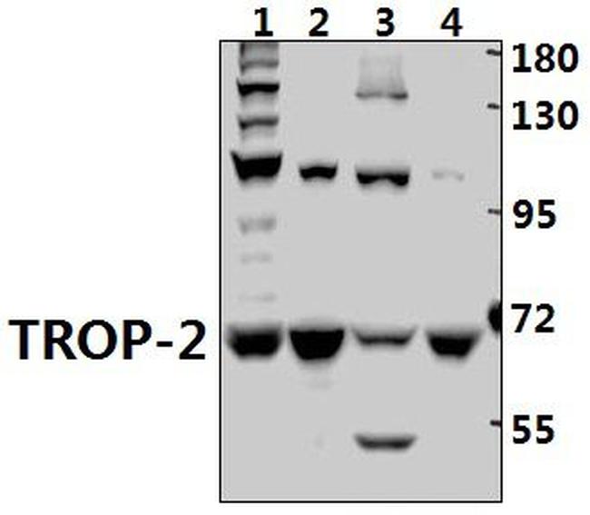 TROP2 Antibody in Western Blot (WB)