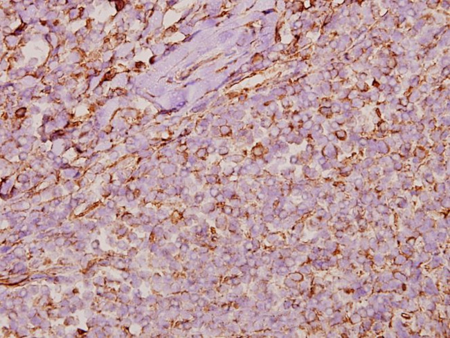 Cyclophilin F Antibody in Immunohistochemistry (Paraffin) (IHC (P))