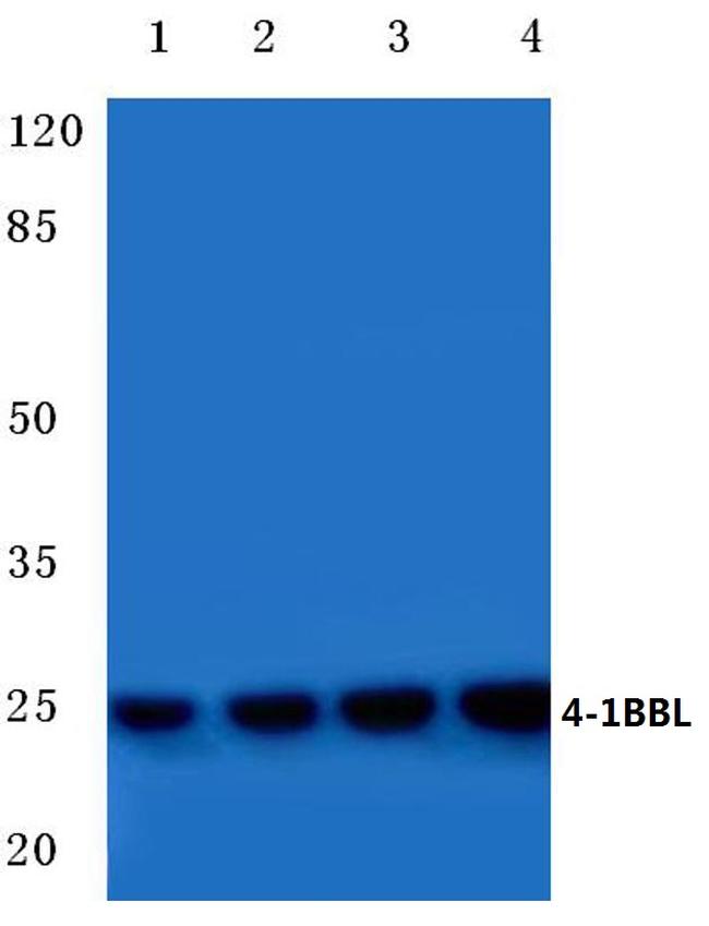 4-1BB Ligand Antibody in Western Blot (WB)