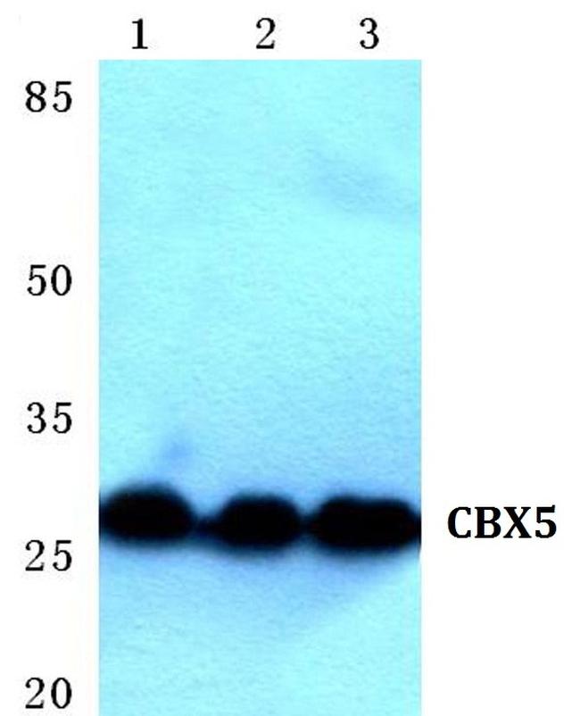 HP1 alpha Antibody in Western Blot (WB)