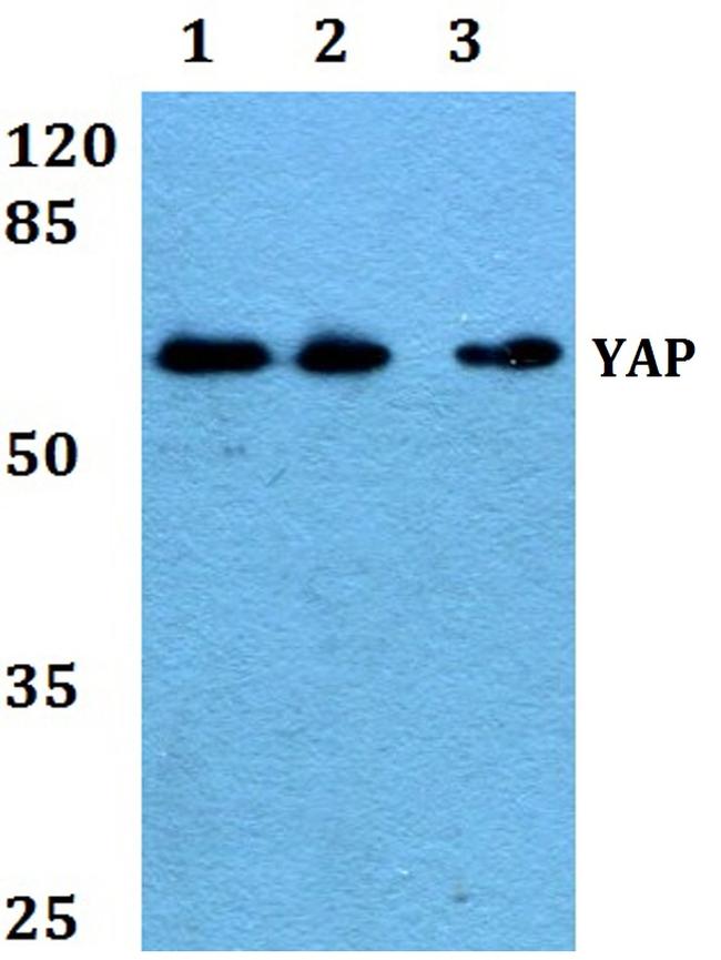 YAP1 Antibody in Western Blot (WB)