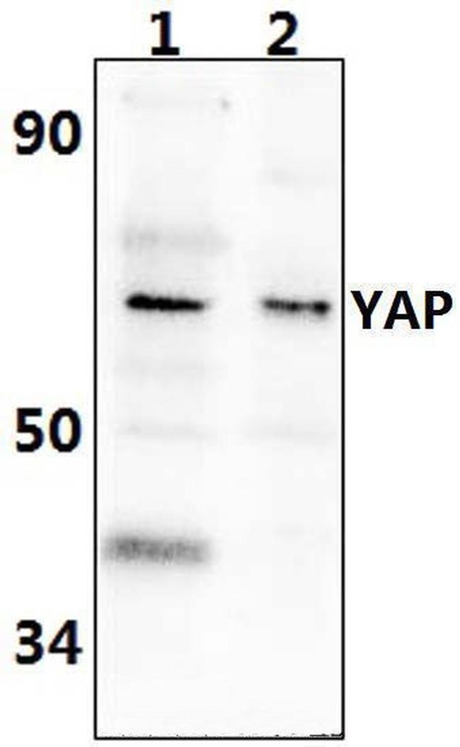 YAP1 Antibody in Western Blot (WB)