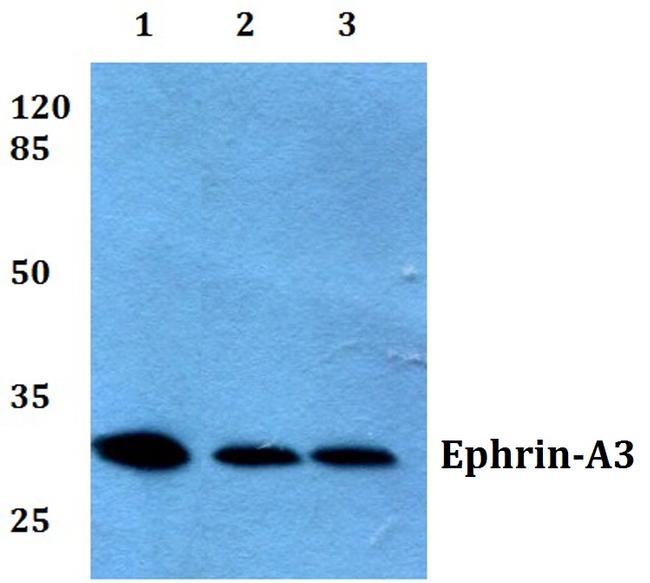 Ephrin A3 Antibody in Western Blot (WB)