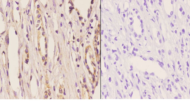 ELL Antibody in Immunohistochemistry (Paraffin) (IHC (P))