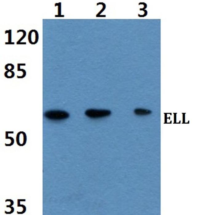 ELL Antibody in Western Blot (WB)