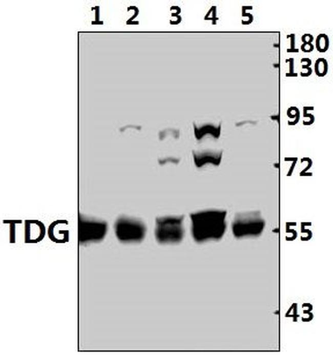 TDG Antibody in Western Blot (WB)