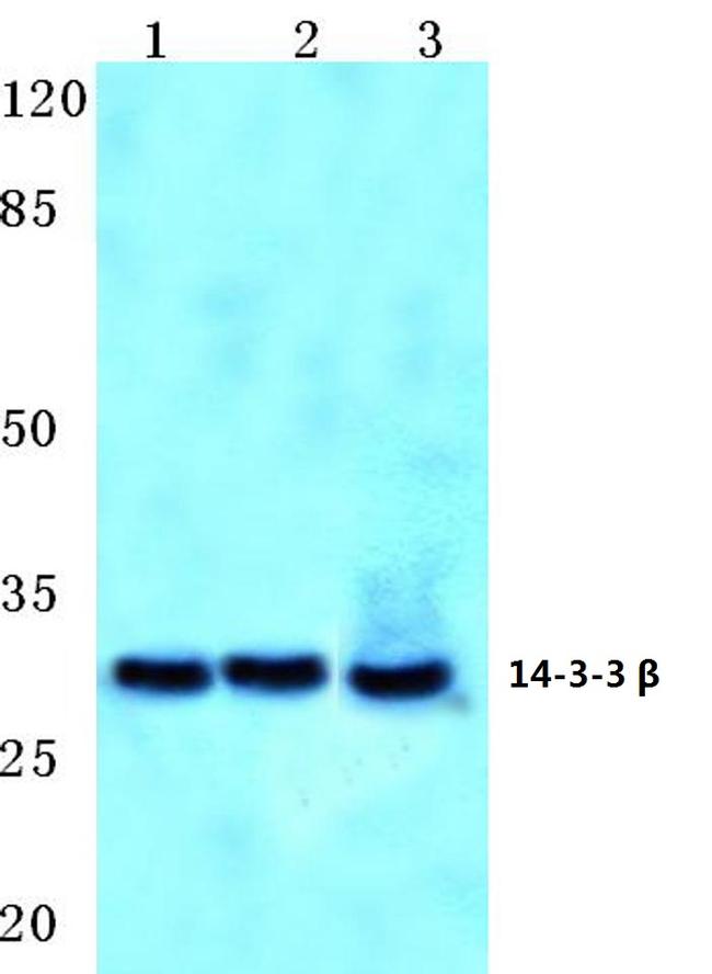 14-3-3 beta Antibody in Western Blot (WB)