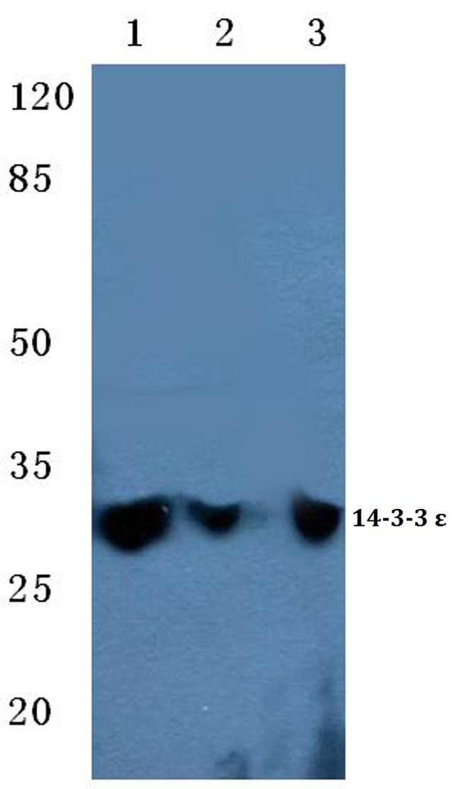 14-3-3 epsilon Antibody in Western Blot (WB)