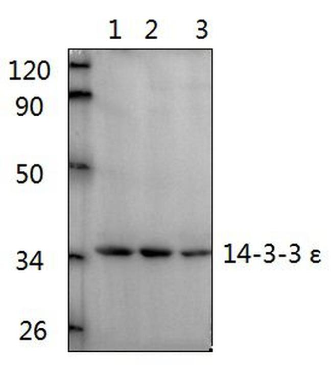 14-3-3 epsilon Antibody in Western Blot (WB)