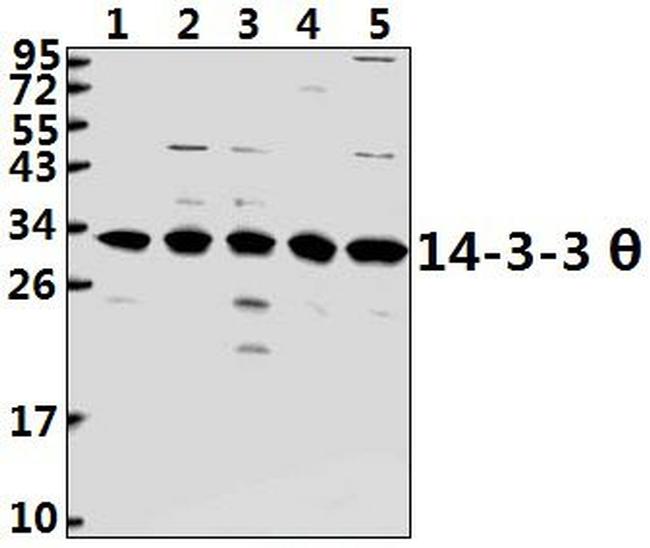 14-3-3 theta Antibody in Western Blot (WB)