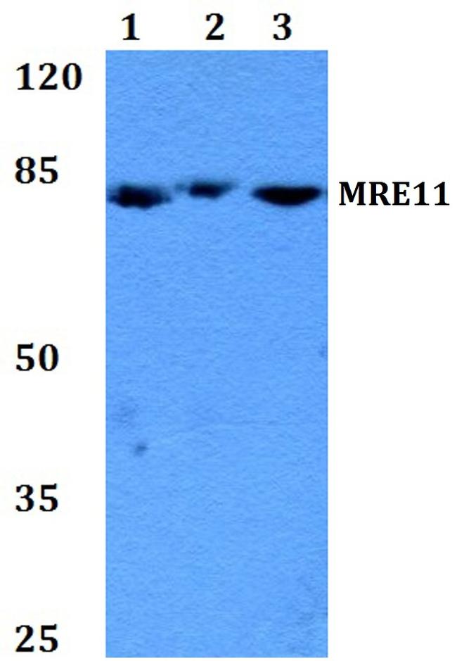 MRE11 Antibody in Western Blot (WB)