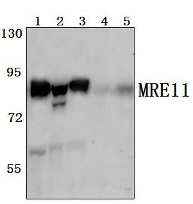 MRE11 Antibody in Western Blot (WB)