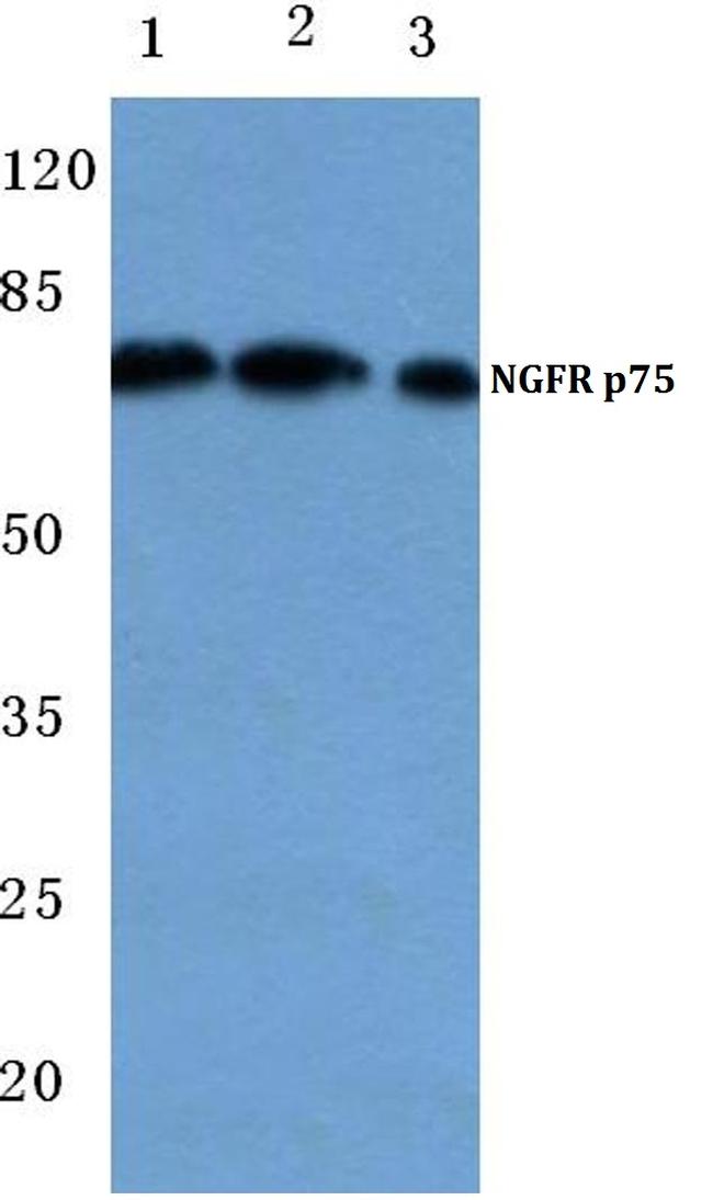 NGFR Antibody in Western Blot (WB)