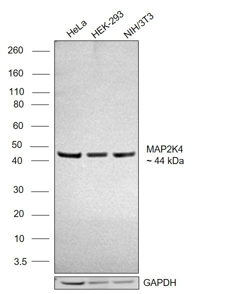 MAP2K4 Antibody in Western Blot (WB)