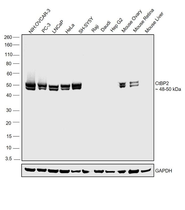 CtBP2 Antibody in Western Blot (WB)