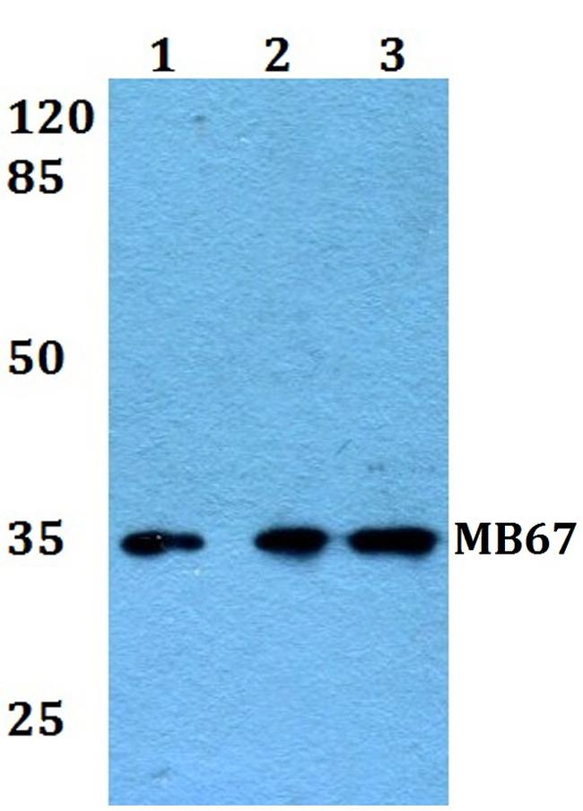 MB67 Antibody in Western Blot (WB)