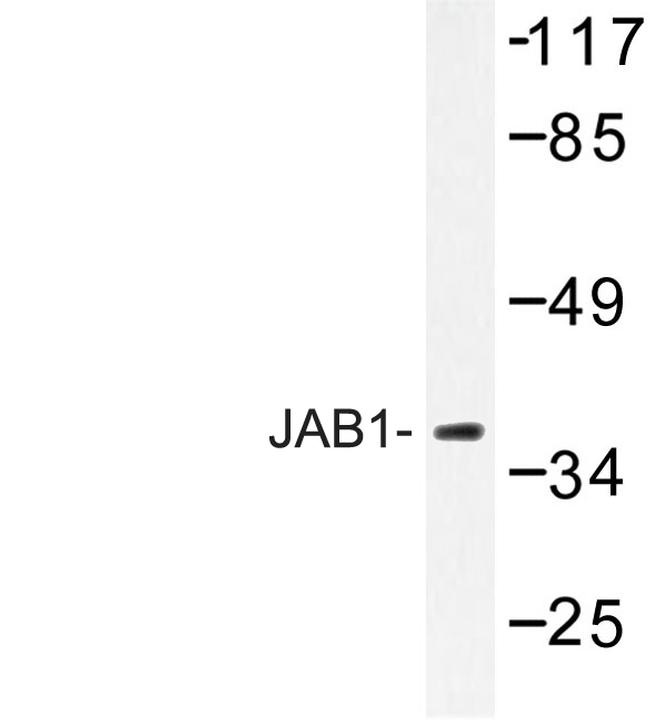 JAB1 Antibody in Western Blot (WB)