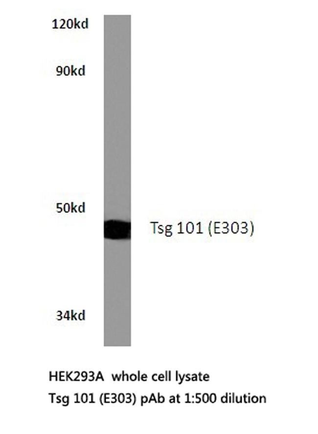 TSG101 Antibody in Western Blot (WB)