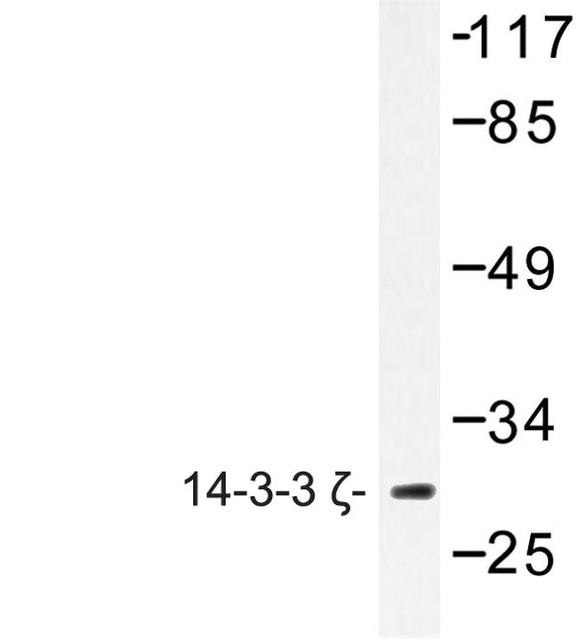 14-3-3 zeta Antibody in Western Blot (WB)