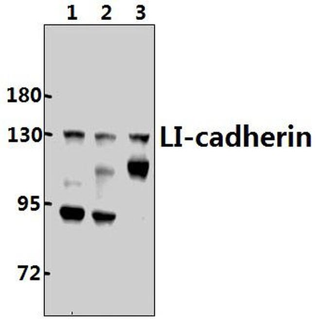 CDH17 Antibody in Western Blot (WB)