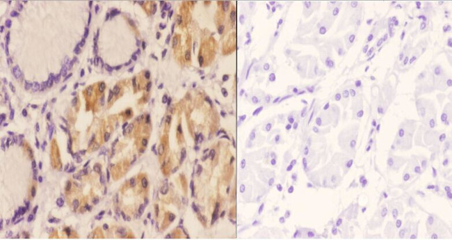 AIF Antibody in Immunohistochemistry (Paraffin) (IHC (P))