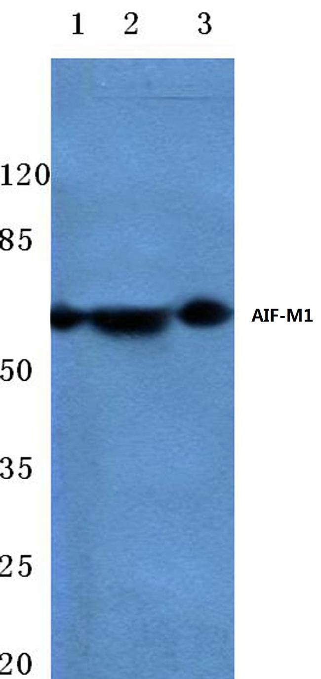 AIF Antibody in Western Blot (WB)