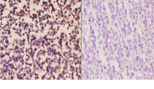 DAP5 Antibody in Immunohistochemistry (Paraffin) (IHC (P))