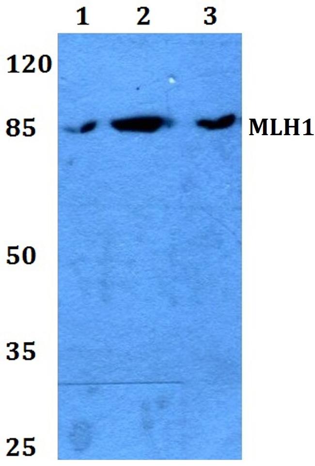 MLH1 Antibody in Western Blot (WB)