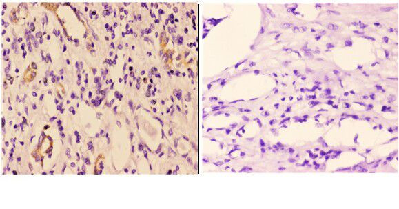 14-3-3 gamma Antibody in Immunohistochemistry (Paraffin) (IHC (P))