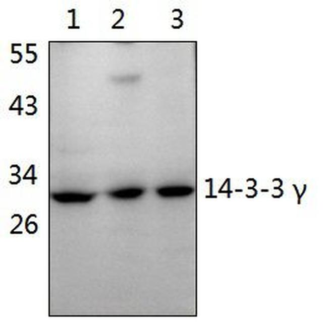 14-3-3 gamma Antibody in Western Blot (WB)